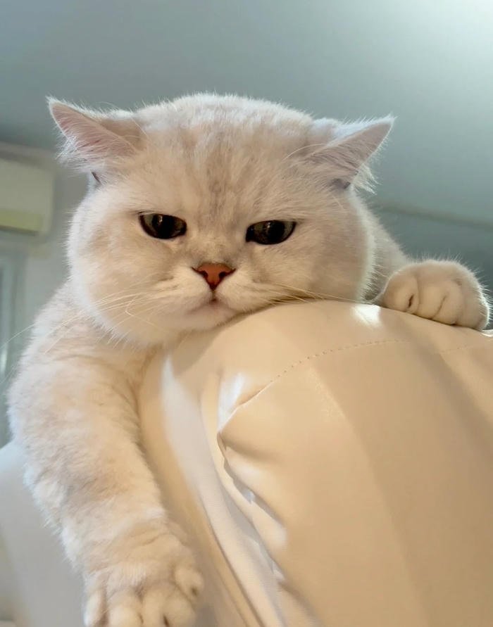 awkward staring cat face silly cat pfp