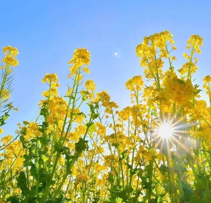 calm lavender tone profile flower pfp