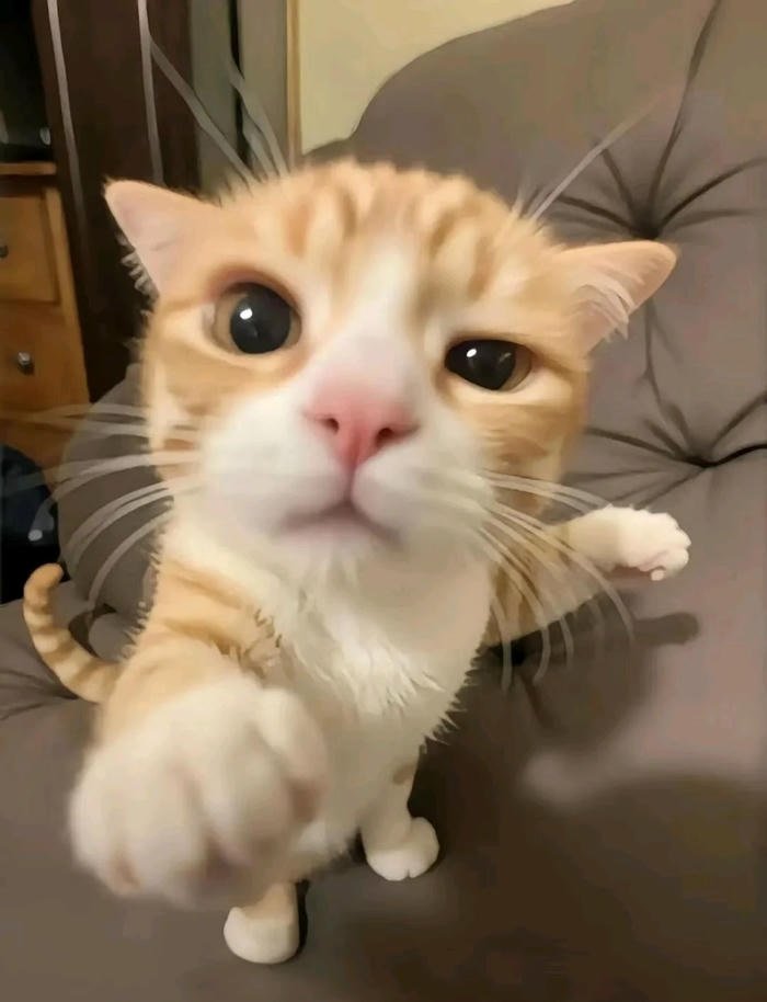 chaotic dumb feline energy silly cat pfp