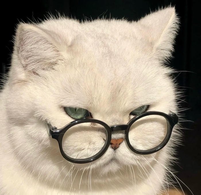 confused staring cat expression silly cat pfp