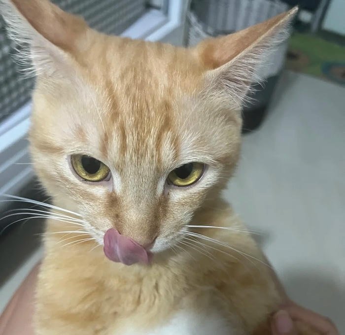 confused wide eyed feline silly cat pfp