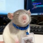 corny pfp designed for playful internet humor lovers