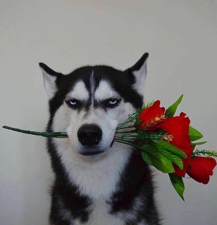 corny pfp made for people who enjoy cringe humor