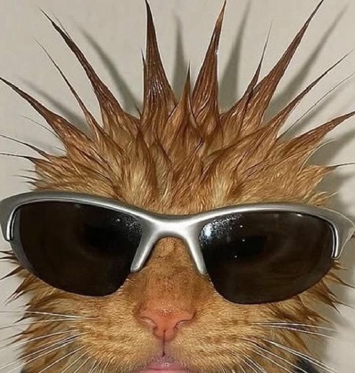 corny pfp showing a silly character with meme energy