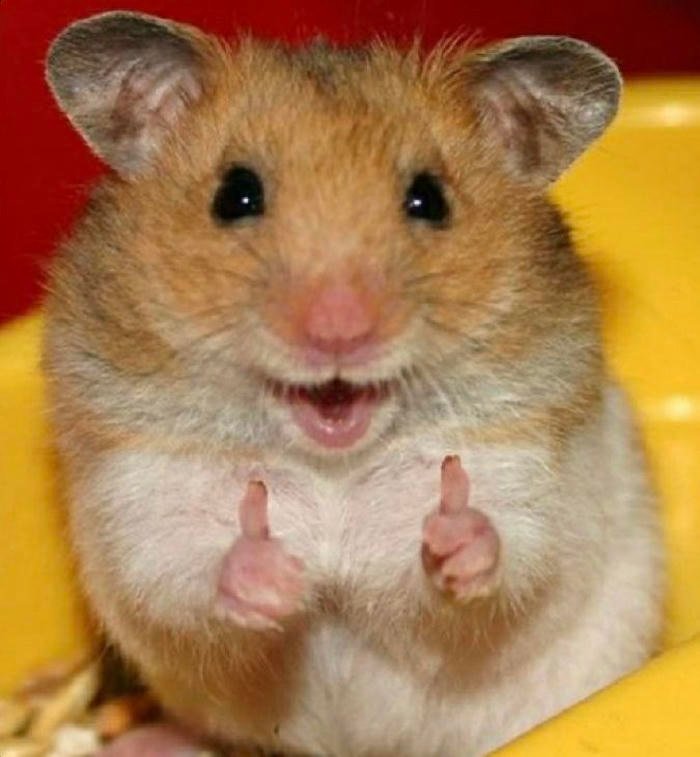 cringe pfp inspired by nostalgic internet edits