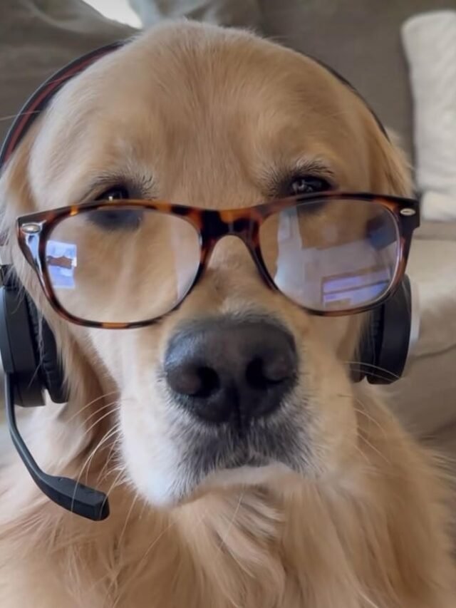 229+ ultimate cringe PFP collection for chaotic online vibes