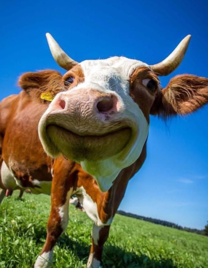 cute funny pfp of a capybara relaxing in a warm bath