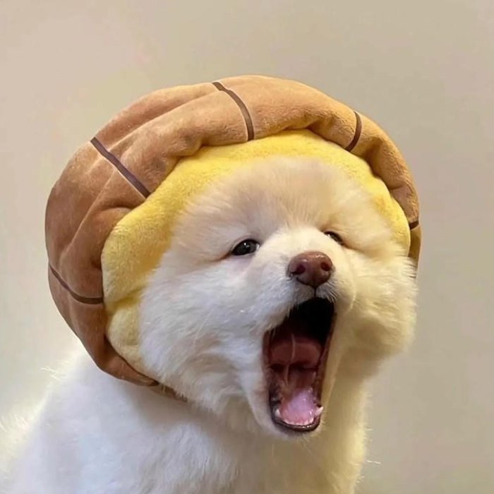 cute funny pfp of a dog yawning in costume