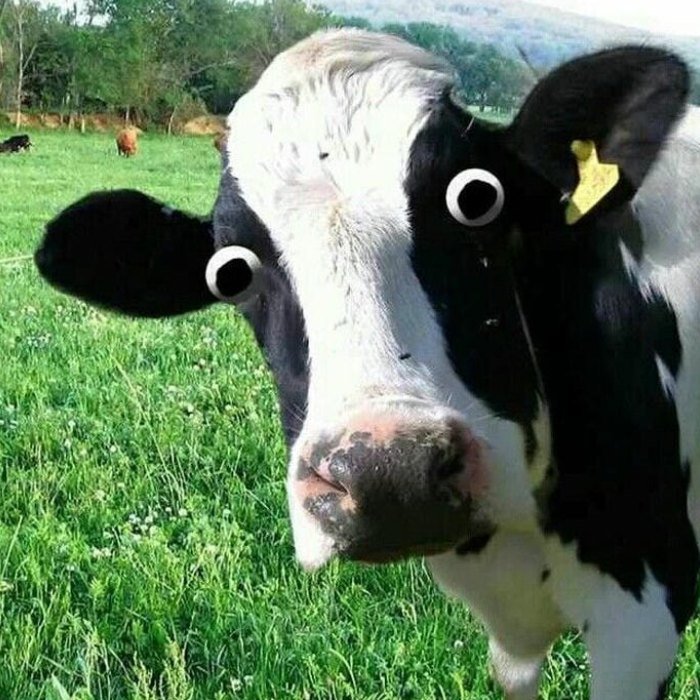 cute funny pfp of a hamster shopping groceries like a human