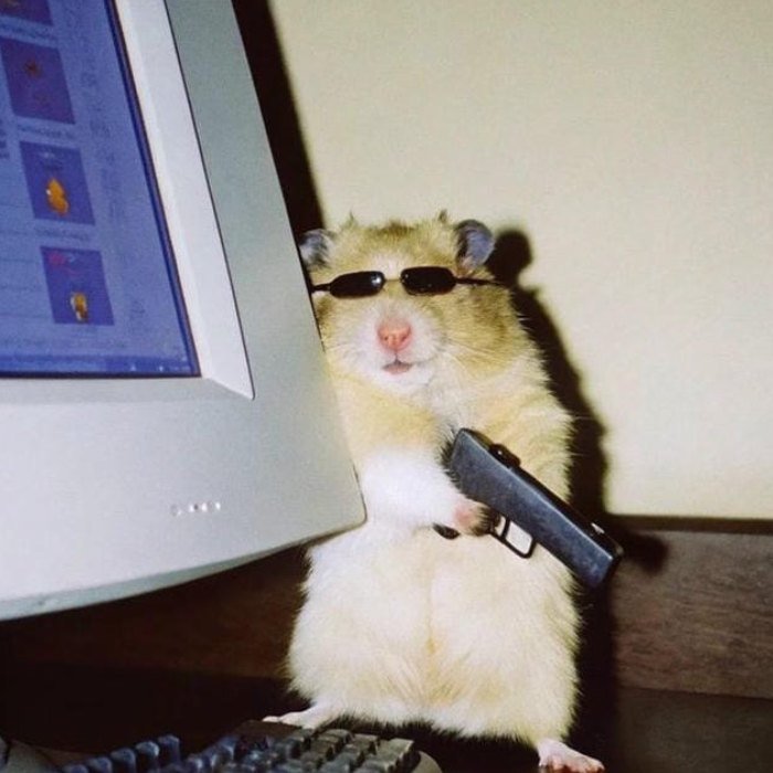 cute funny pfp showing a chubby corgi with a heart shaped haircut