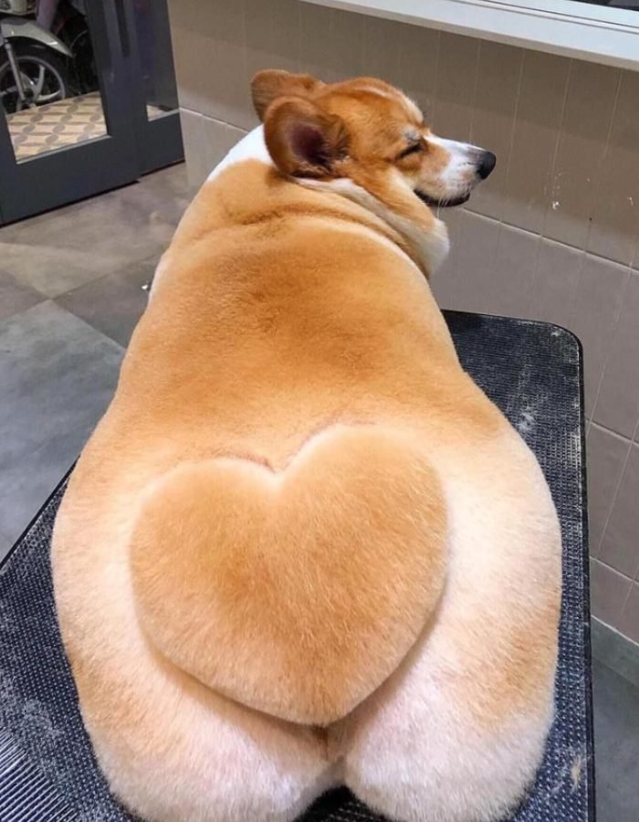 cute funny pfp showing a cow with googly eyes outdoors