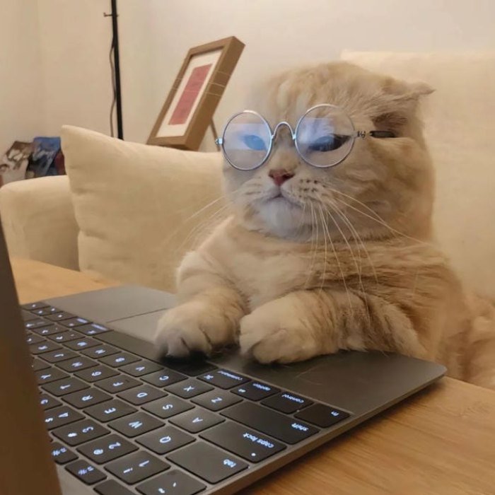 cute funny pfp showing a sleepy cat near laptop