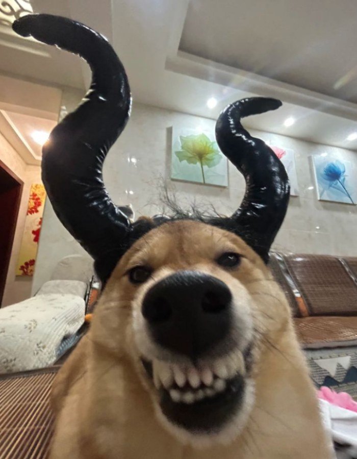 cute funny pfp with a hamster wearing sunglasses at a computer