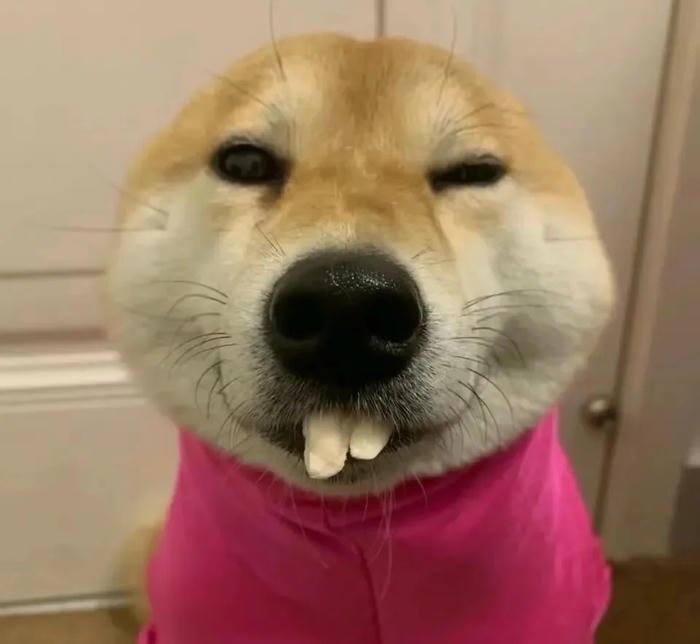 derpy animal portrait funny animal pfp look