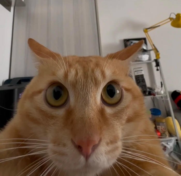 derpy tongue out moment silly cat pfp