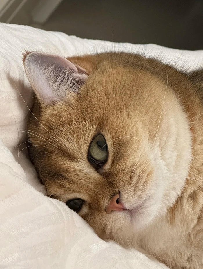 derpy wide eyed cat portrait silly cat pfp