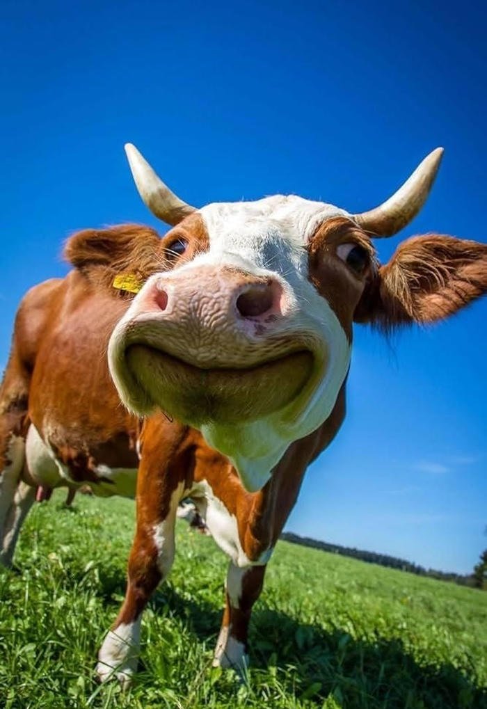 display photo showing dramatic cringe pfp energy