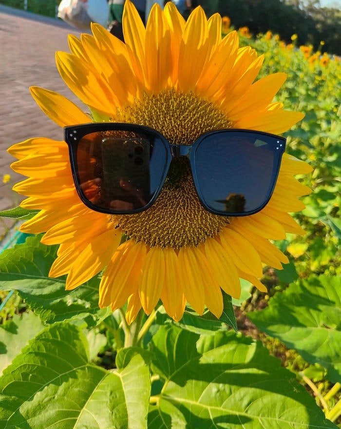 dreamy background design for sunflower pfp