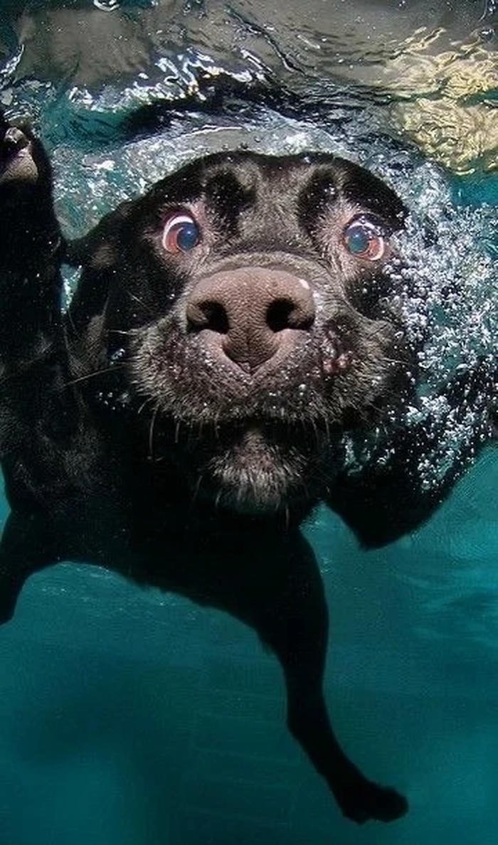 exaggerated creature expression funny animal pfp