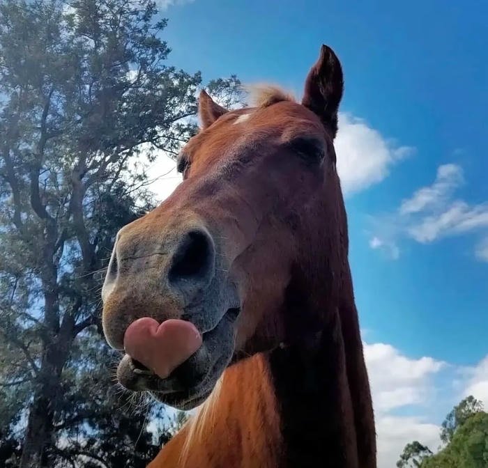 funny animal pfp chaotic funny creature look