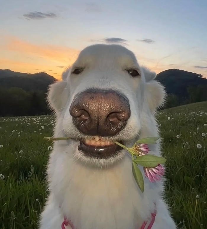 funny animal pfp expressive pet face closeup