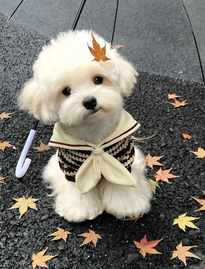 gentle blush anime face cute discord pfp