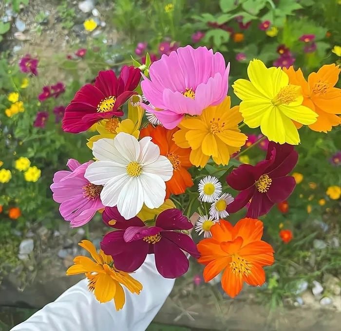 gentle pink rose theme flower pfp