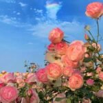 gentle watercolor effect applied to flower pfp