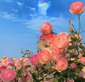 gentle watercolor effect applied to flower pfp