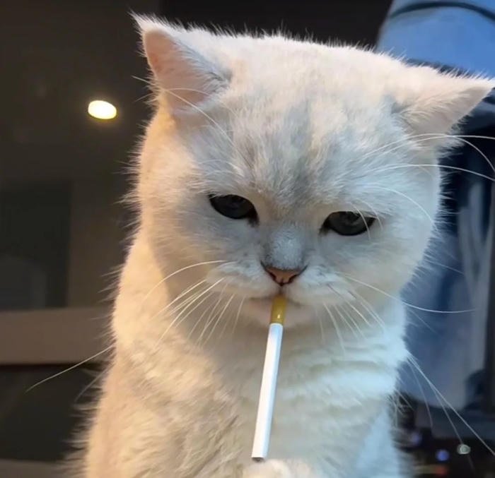 goofy feline reaction silly cat pfp style