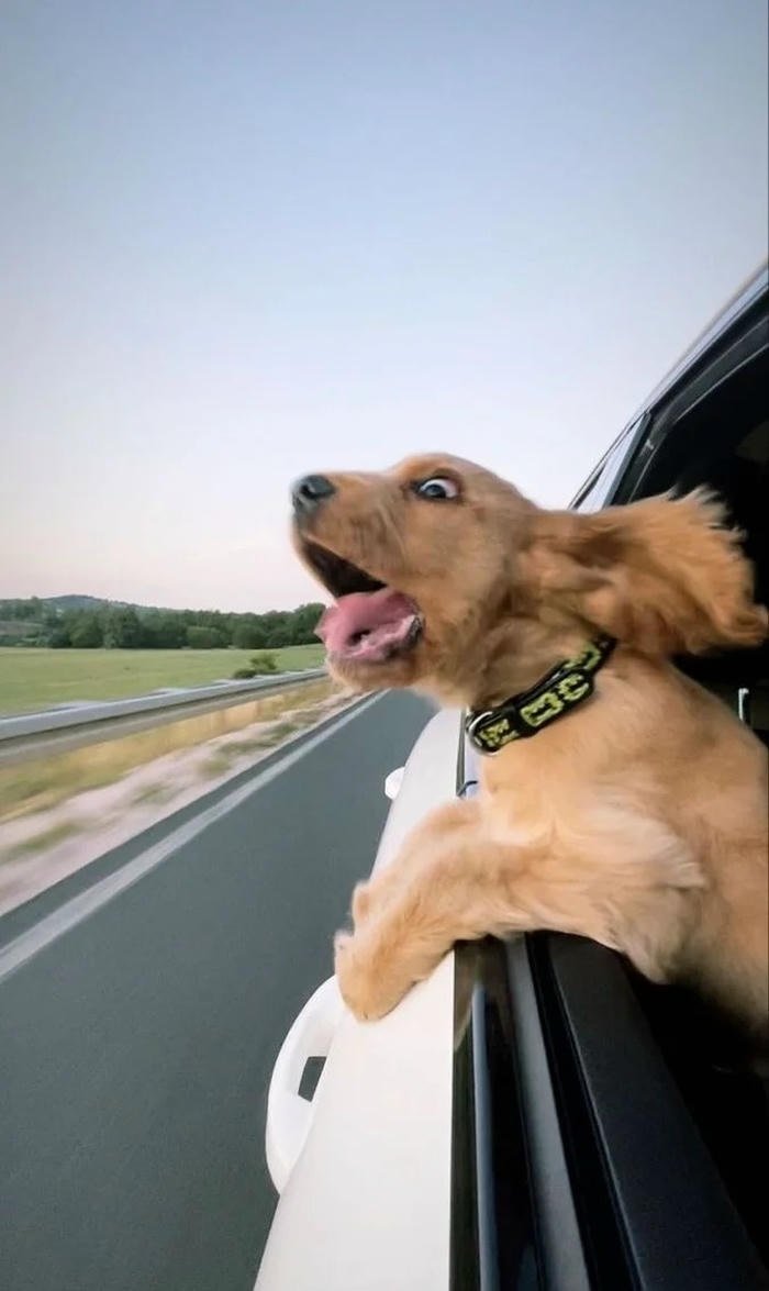 hilarious pet expression profile funny animal pfp