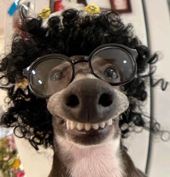 ideal twitter avatar choice if you like corny pfp