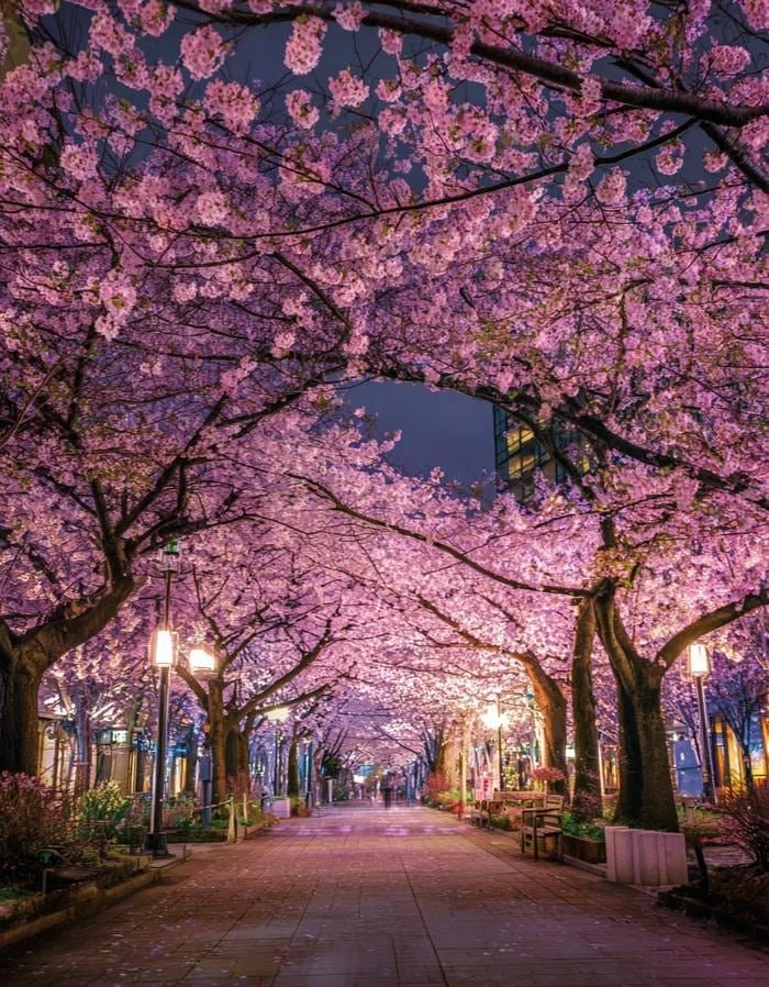 image flower pfp featuring blooming spring petals