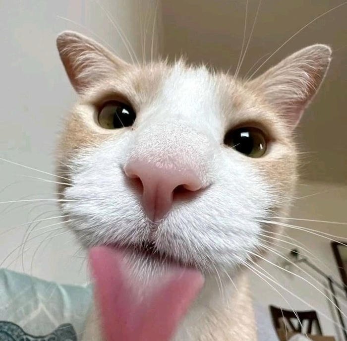 image silly cat pfp chaotic cat mood capture