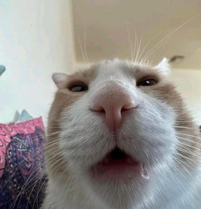 image silly cat pfp crooked mouth funny pose