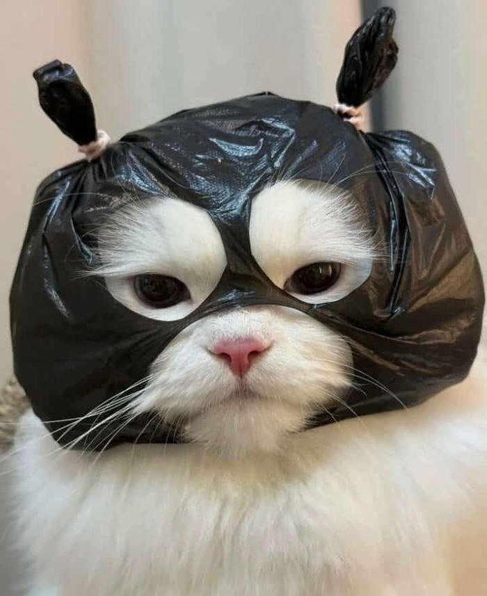 image silly cat pfp tongue out derpy face