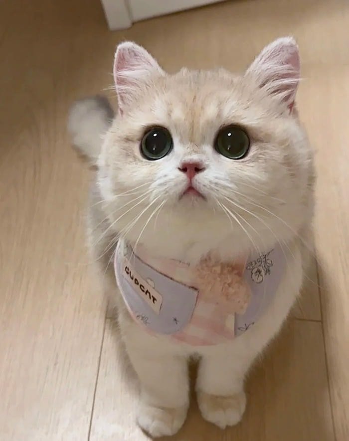 kawaii aesthetic highlighted within cute discord pfp