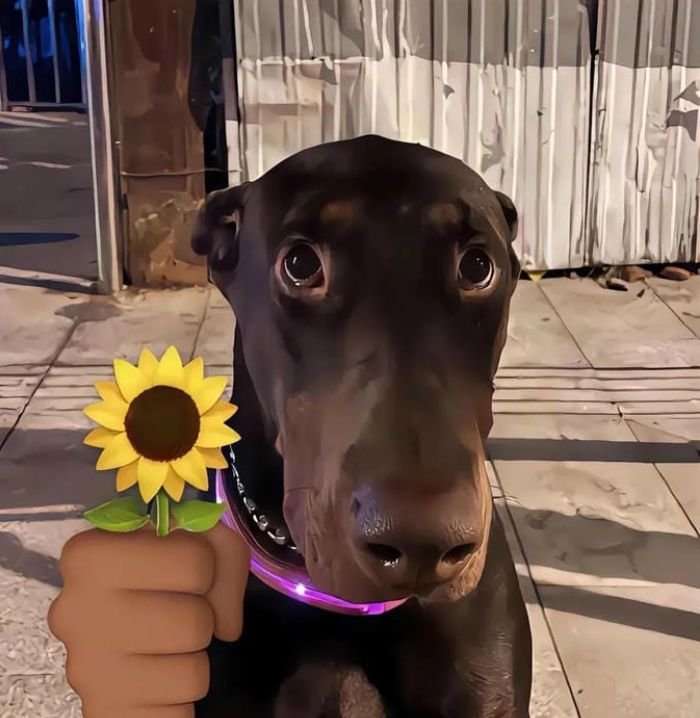 meme inspired visuals make this a strong corny pfp