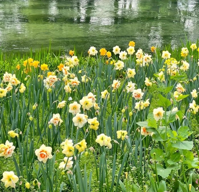 minimal botanical artwork flower pfp concept