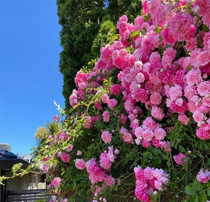 natural garden setting behind flower pfp image