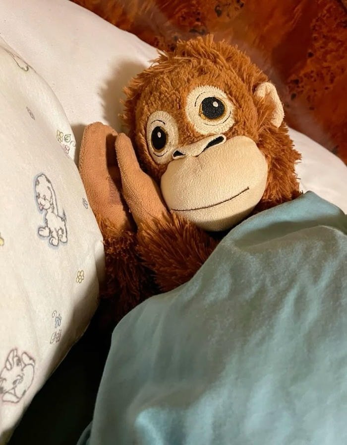 photo monkey pfp in natural jungle light