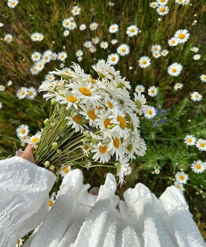picture flower pfp in soft focus photography