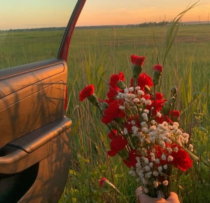 picture flower pfp showing delicate pink roses