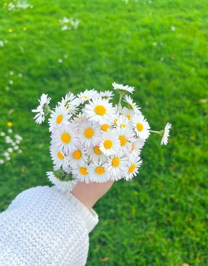 picture flower pfp with bright natural lighting