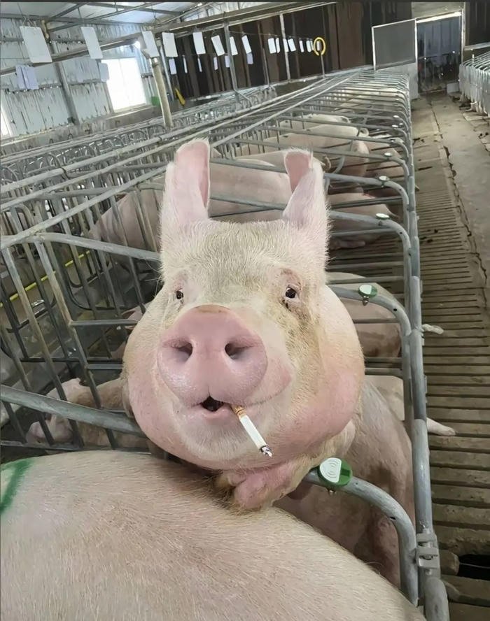 picture funny animal pfp ridiculous pet avatar design