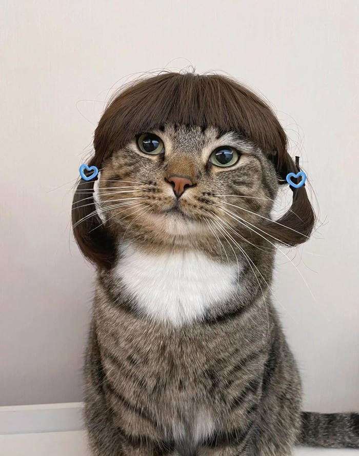 picture silly cat pfp awkward staring cat meme