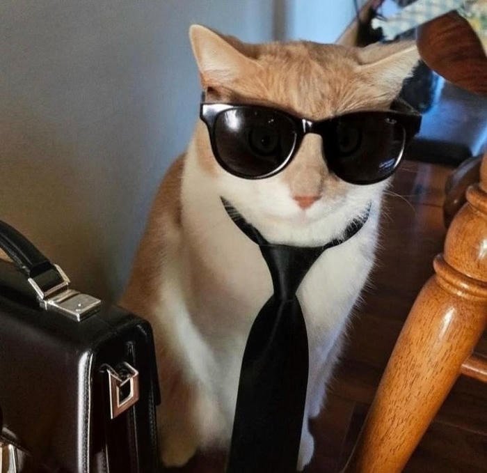 picture silly cat pfp cross eyed cat reaction moment