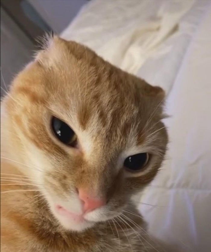 picture silly cat pfp dumb cute cat energy