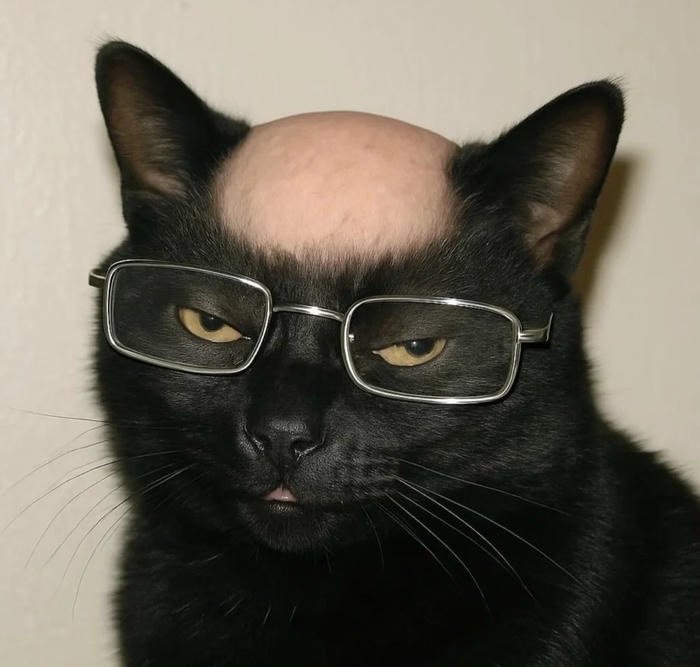 picture silly cat pfp unhinged feline expression