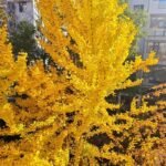 picture yellow discord pfp warm light aesthetic profile